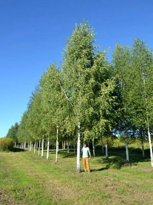 Крупномеры березы. Берёза пушистая. Береза пушистая Betula Куршская коса. Берёза пучистая. Березка 8 9