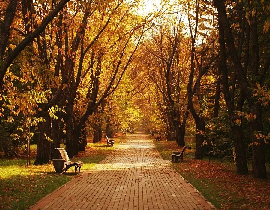 В старом парке есть кленовая аллея. Кленовая аллея Калининград. Парк Липовая аллея Электроугли осень. Аллея парк Северск.