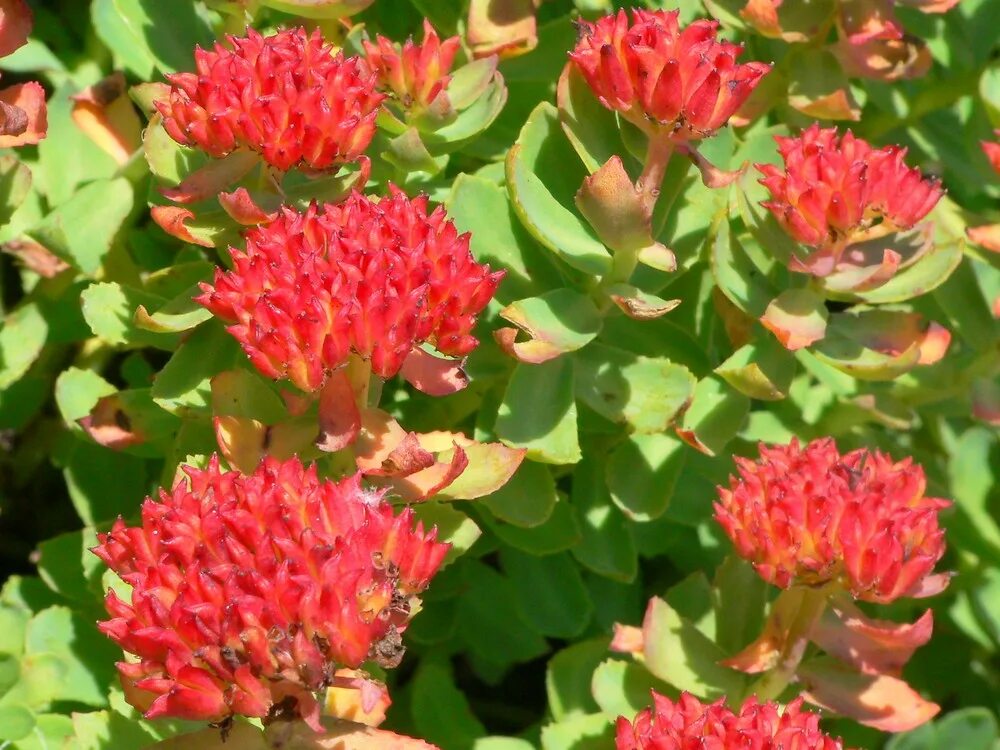 Rhodiola rosea. Родиола Арктическая. Родиола розовая. Золотой корень родиола розовая. Родиола розовая (Rhodíola rósea).