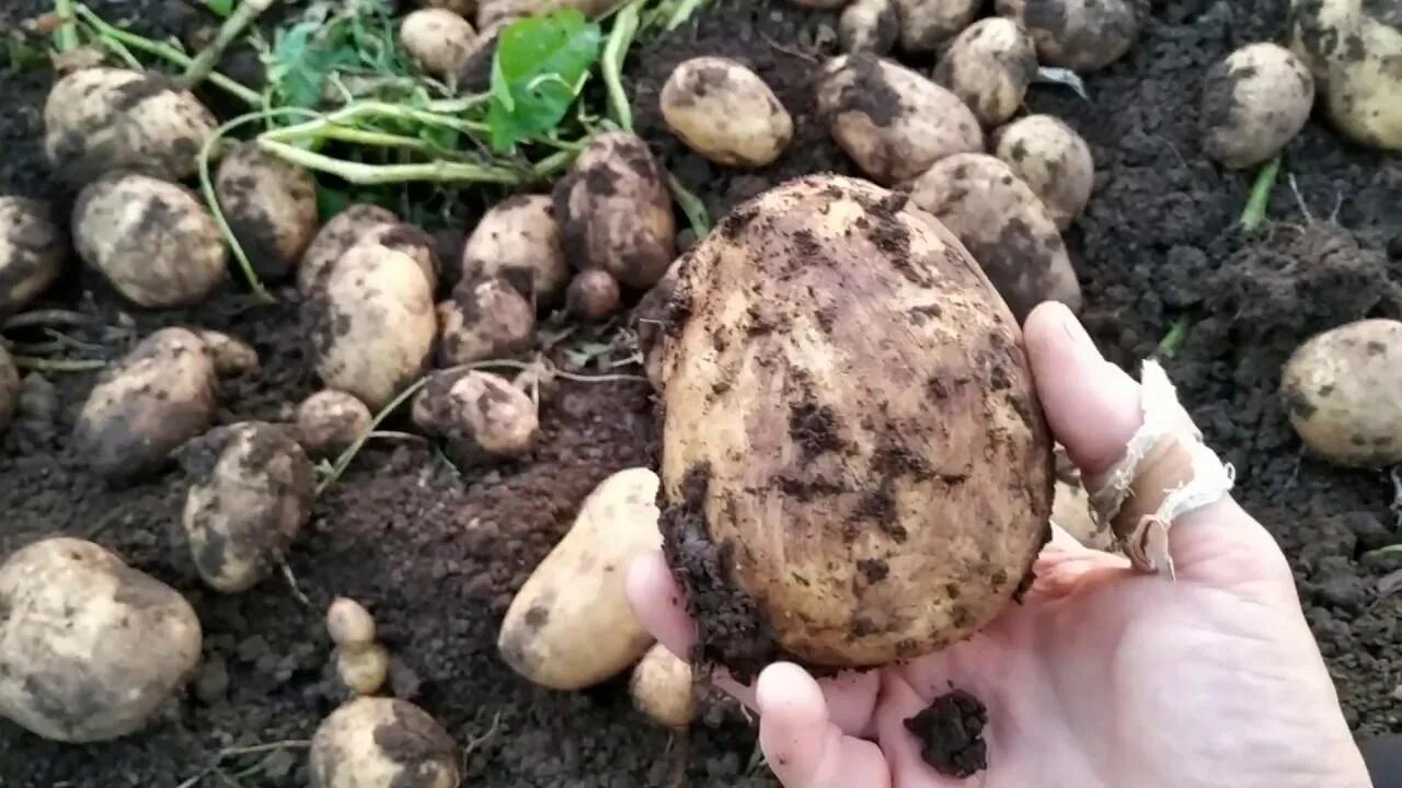 Картофель сорт родриго. Семенной картофель винета. картофель семенной колетте. урожайность сорта картофеля аризона.