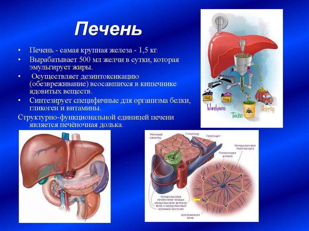 Печень крупная железа. Синтез в печени. Печень синтезирует желчь. Структурная единица печени.