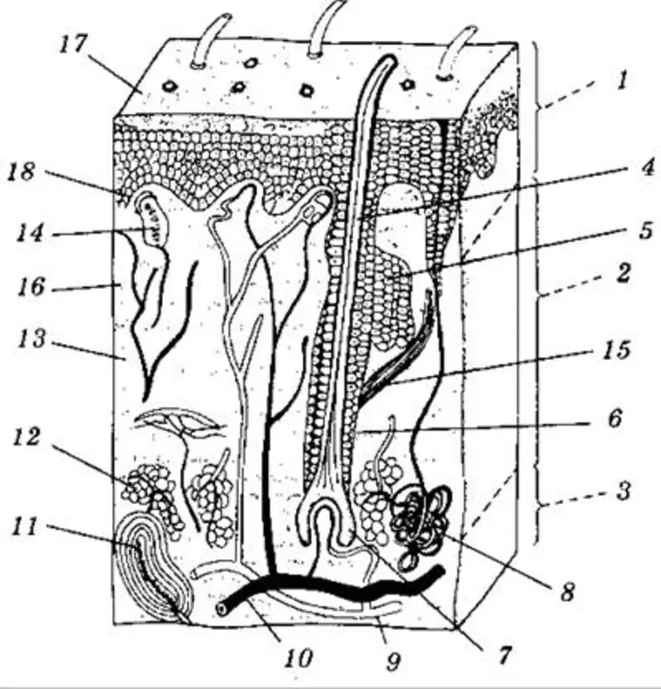 Биология тест строение кожи. Строение кожи человека чб. Строение кожи рис 107. Рис 58 строение кожи. Строение кожи человека рисунок.