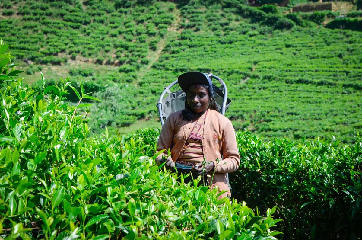 Зеленый чай шри ланка. Цейлонские плантации Шри Ланка. Шри Ланка чайные плантации. Цейлонский чай из Шри Ланки. Чайные плантации на Шри Ланке высокогорные.