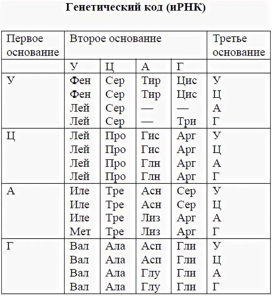 Триплет днк соответствует