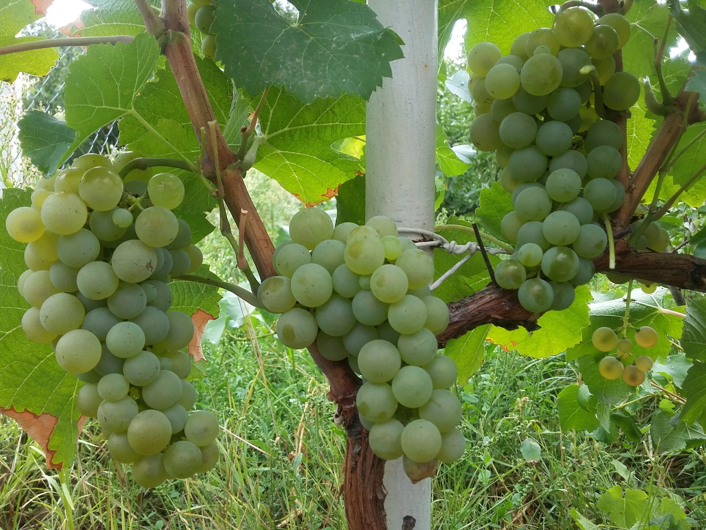 виноград белградский. виноград виноград урум. сорт винограда арарат. виноград мускат нины. сорт винограда русбол.