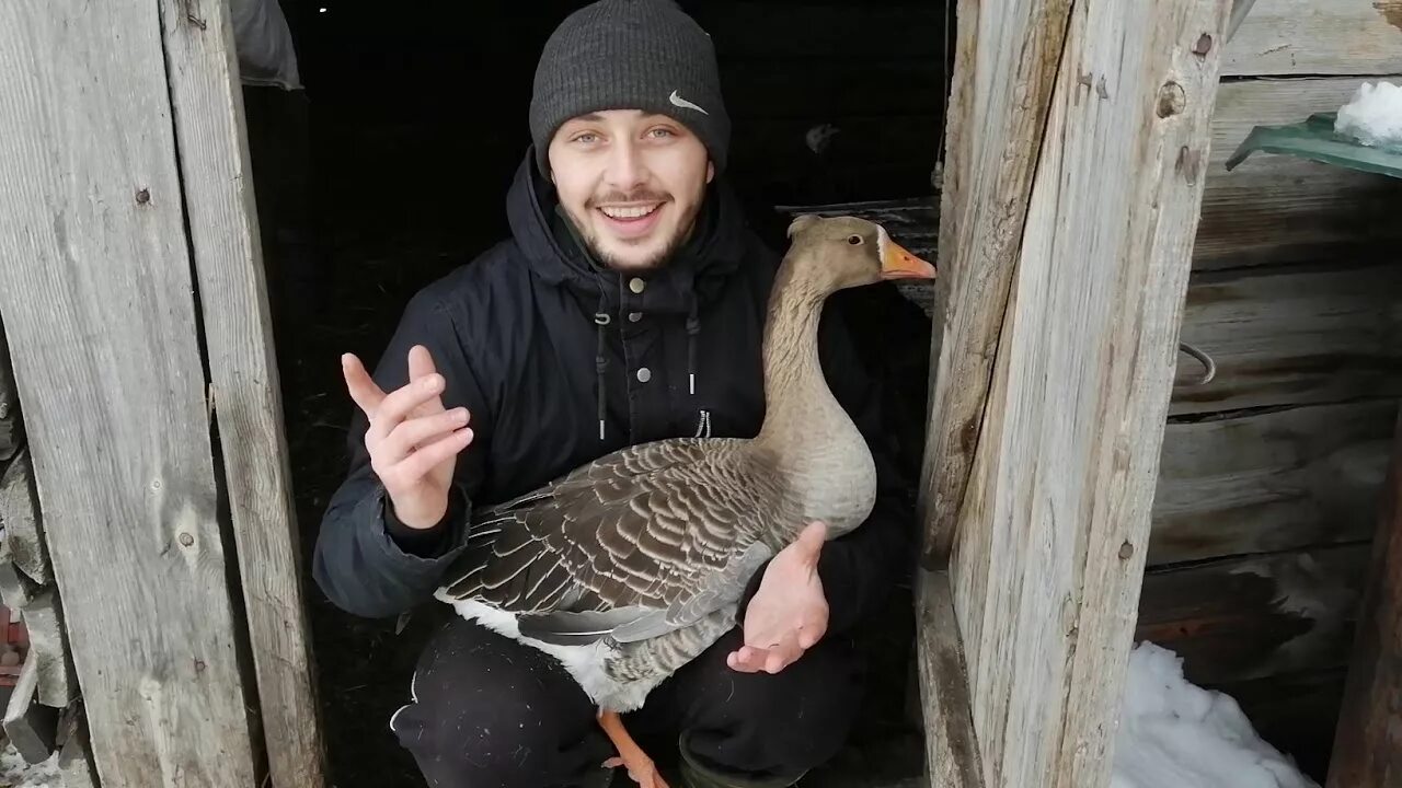 Сколько гусынь на одного гусака. Гусиное гнездо. два гусака. кормежка гусей. племенные гуси кормление.