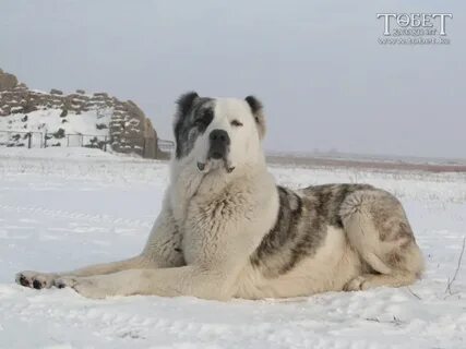 Кішкентай иттердің фотосы