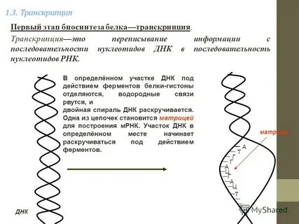 Фермент обеспечивающий синтез ирнк
