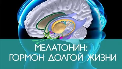 Мелатонин вырабатывается в темноте