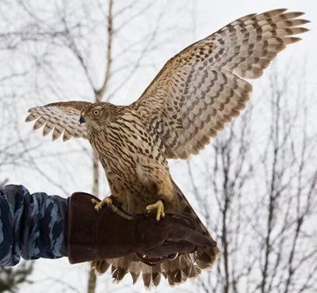 охотник с соколом.