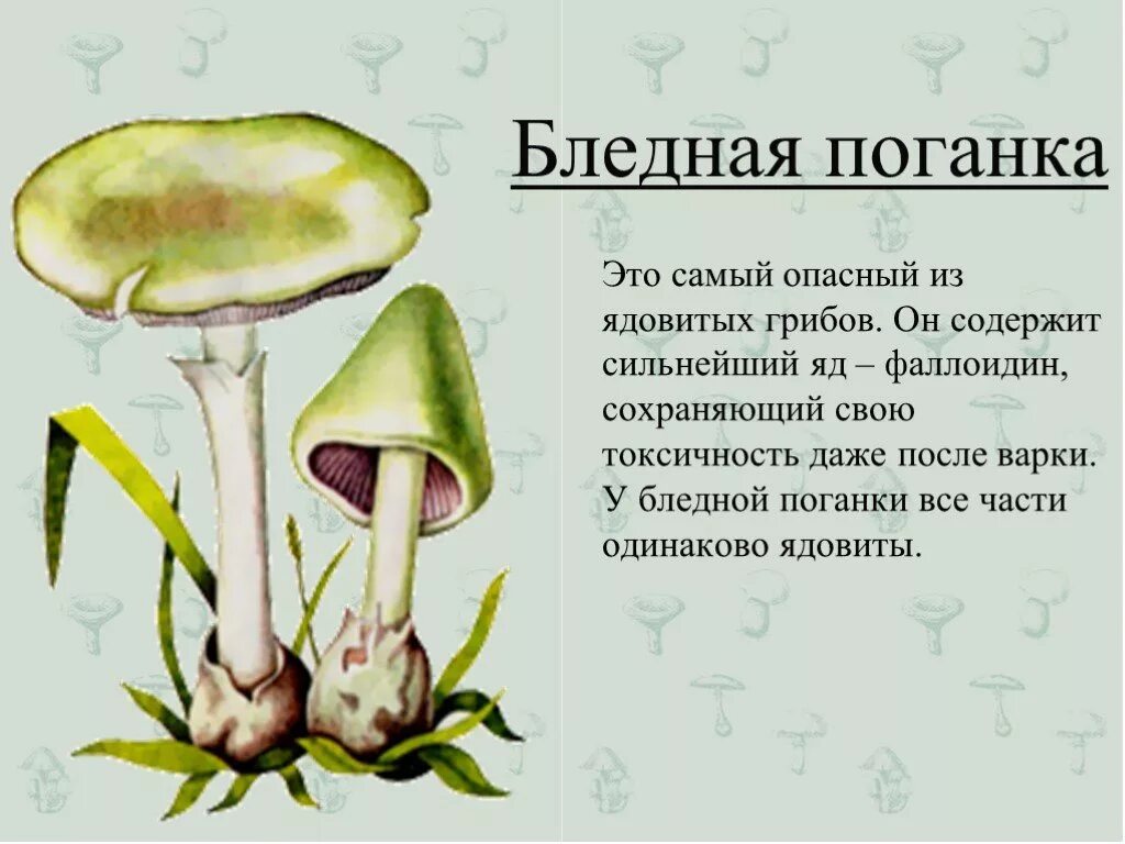 проект ядовитые грибы бледная поганка. ядовитые грибы 3 класс окружающий мир бледная поганка. бледная поганка 2 класс окружающий. бледная поганка ядовитые грибы 2 класс. бледная поганка 2 класс окружающий.