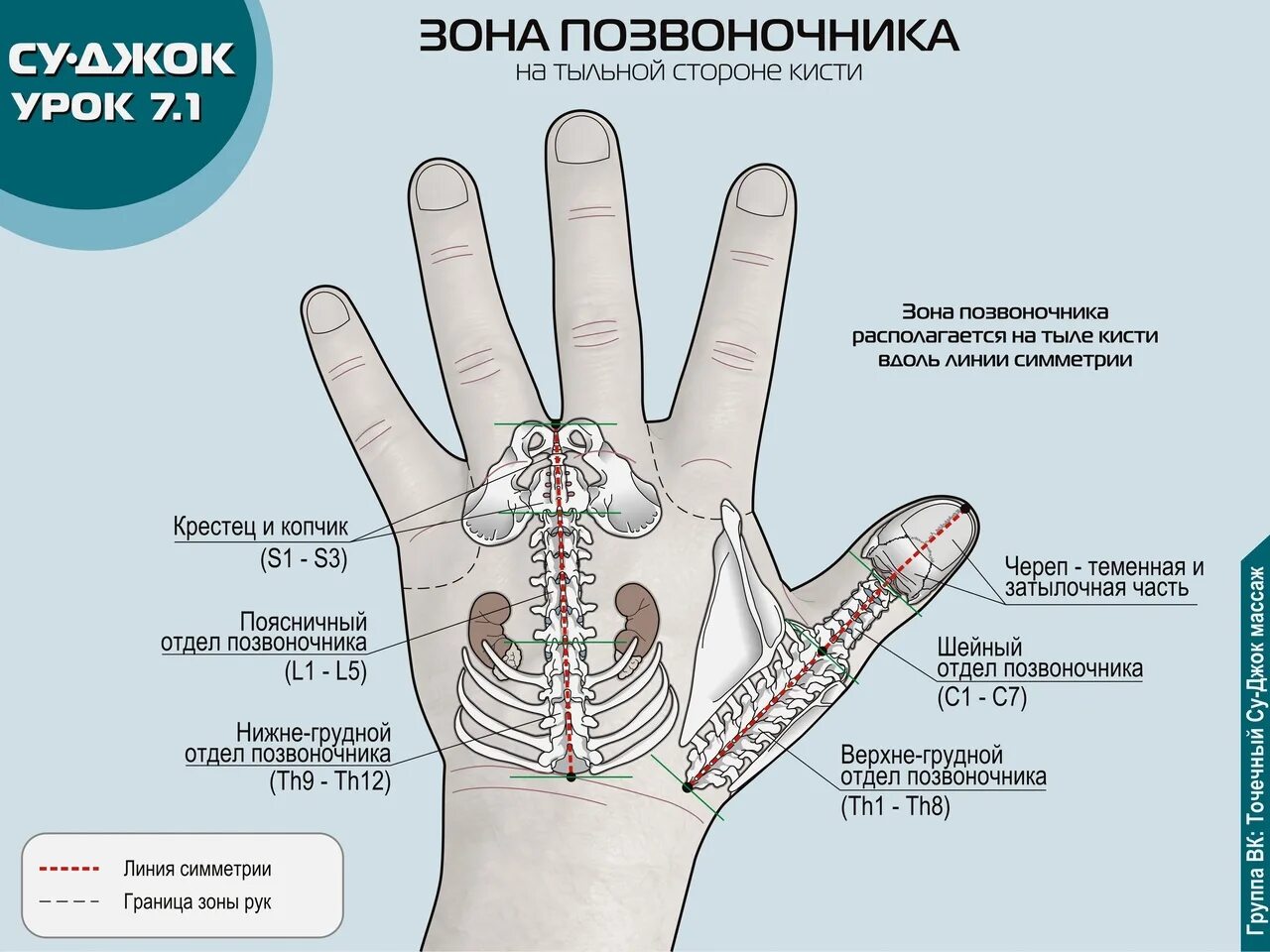 Стороны ладони. Су Джок зоны. Су Джок система соответствия позвоночник. Зоны соответствия Су Джок на ладони. Су Джок позвоночник на руке.