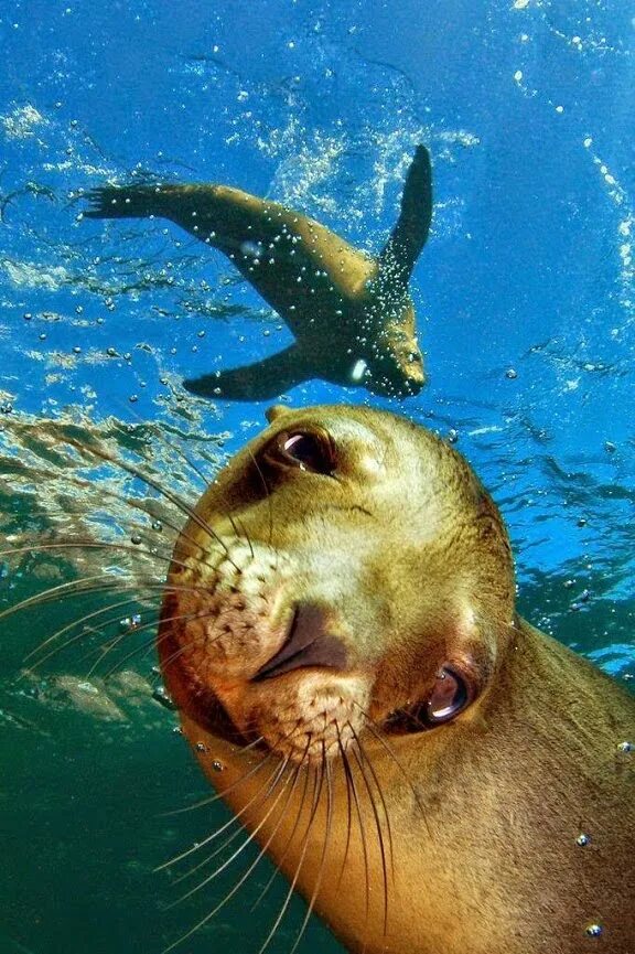 Зеленая морская черепаха. Обитатели морей и океанов. Подводные обитатели. Редкие морские животные. Морская черепаха бисса.