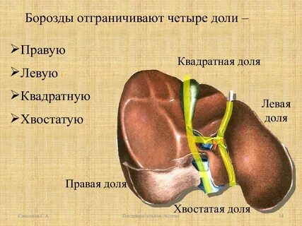 Ворота печени расположены