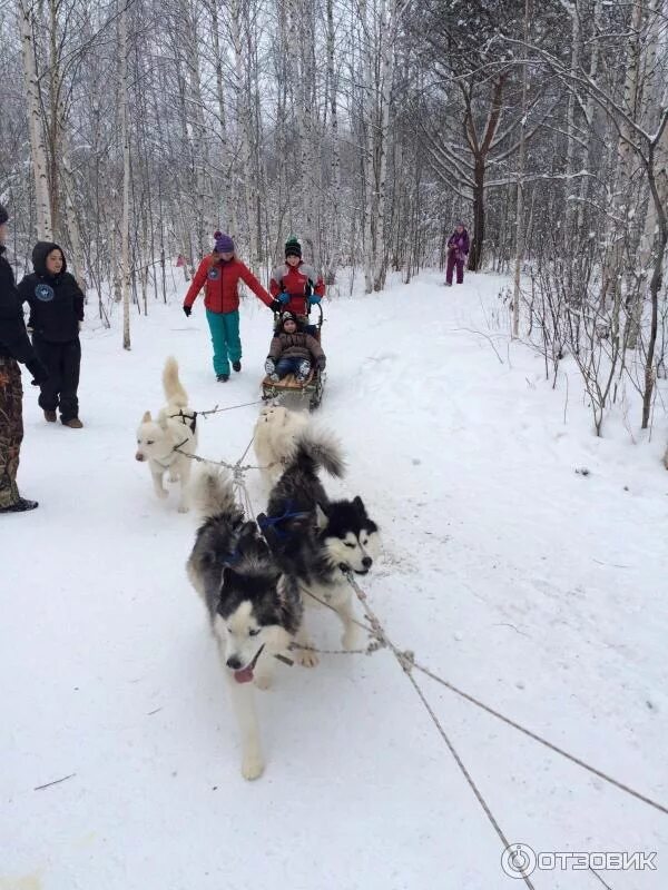 Питомник хаски екатеринбург эльбрус. Собачий питомник екатеринбург. Питомник ездовых собак эльбрус. Питомник ездовых собак эльбрус. Питомник хаски екатеринбург эльбрус.