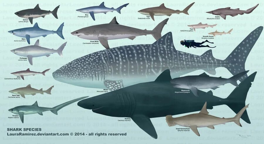 Сравнение размеров рыб. Китовая и тигровая акула. Китовая акула и МЕГАЛОДОН. Китовая акула Размеры. Размер китовой акулы.