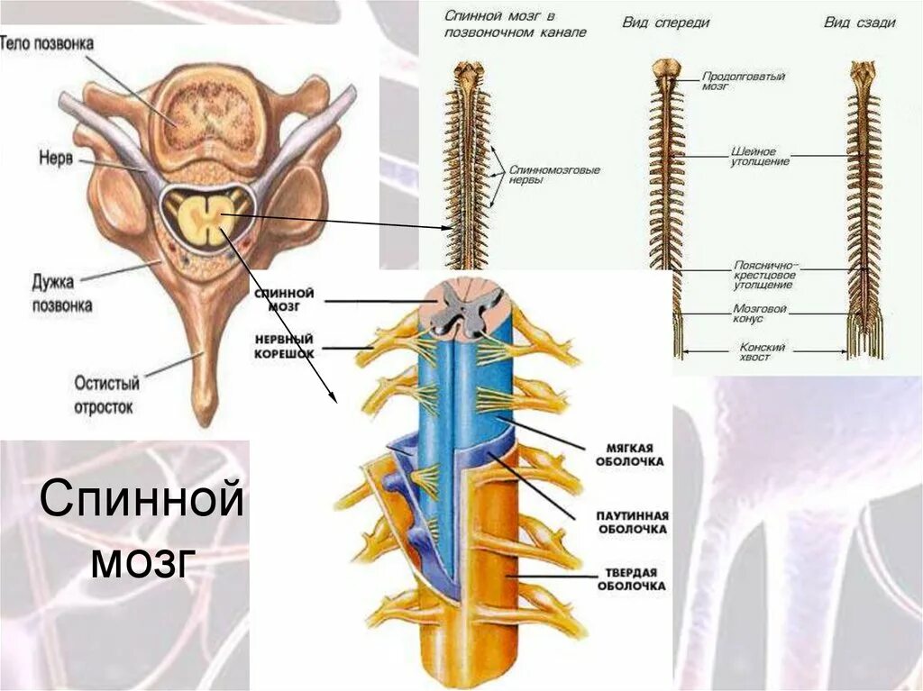 Строение позвоночника и спинного мозга. Строение спинного мозга спинномозговой канал. Позвонки человека спинной мозг анатомия. Нервная система спинной мозг анатомия.