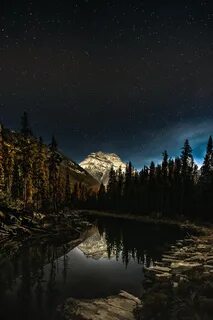 Смартфон forest