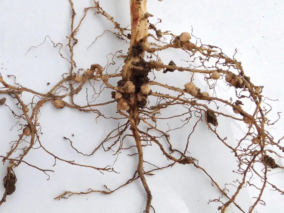 Постой корень. Бактерии рода Rhizobium. Rhizobium phaseoli. Rhizobium leguminosarum. Азотфиксирующие клубеньки.