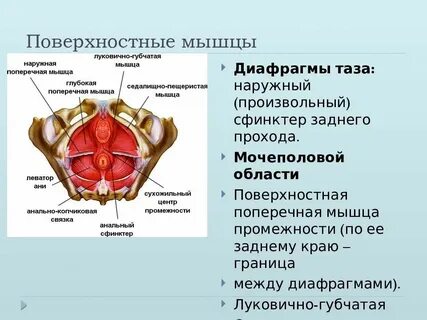 Произвольный сфинктер образован