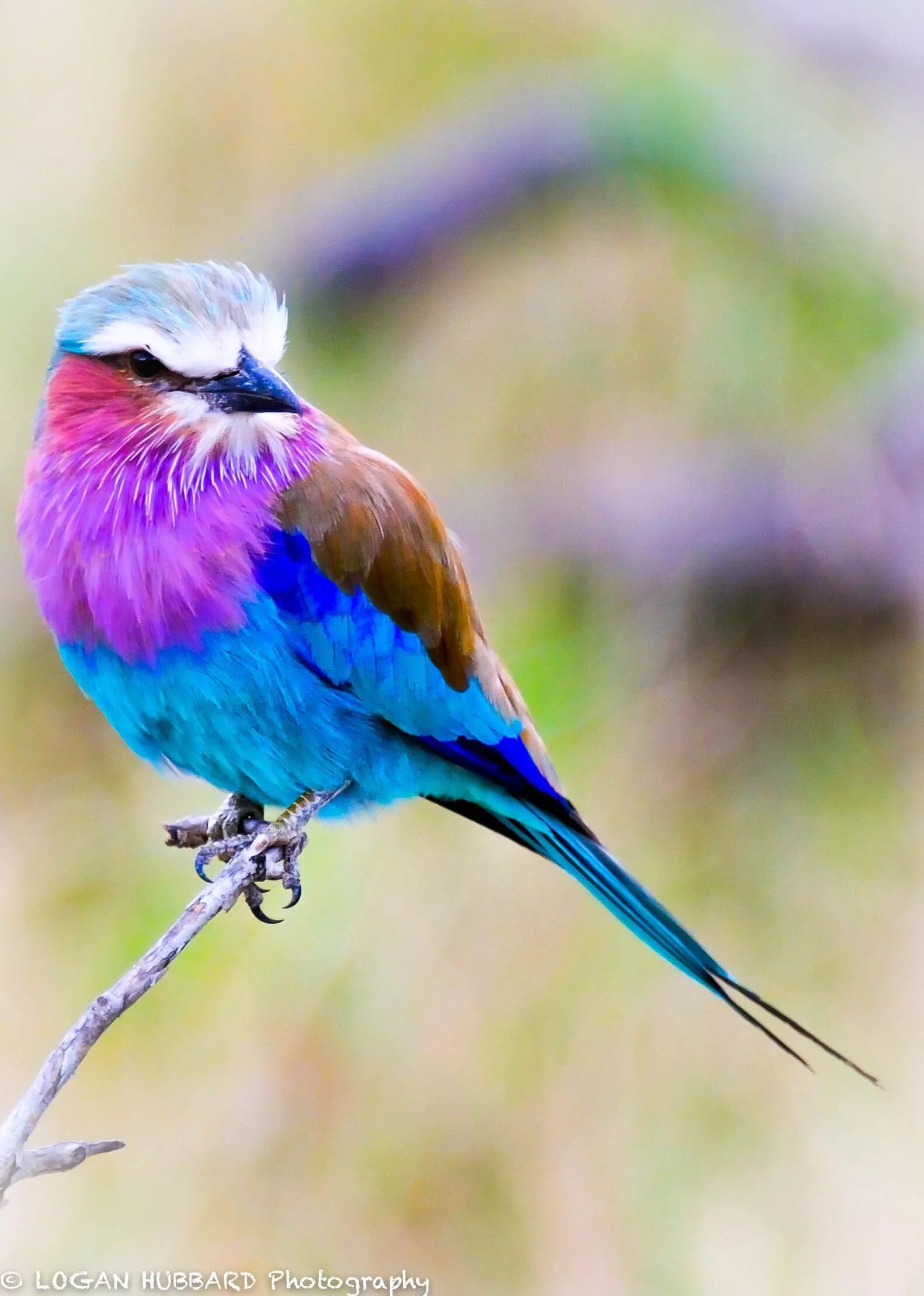 Nice birds. Сиреневогрудая сизоворонка. Щурки сизоворонка. Сойка сизоворонка. Сизоворонка Перелетная.