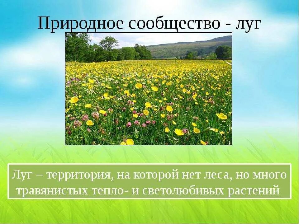 Природные сообщества. Природное сообщество Лу. Название природного сообщества. Дег природное сообщество. Луг природное сообщество 3 класс презентация