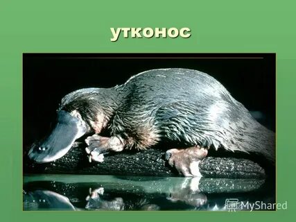 Утконос к какой группе животных относится