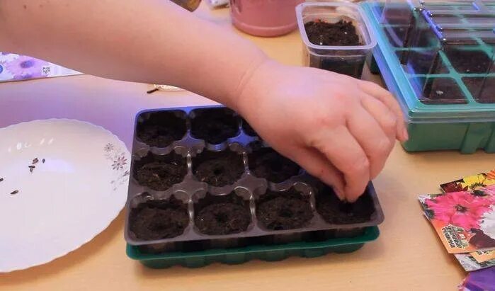 Остеоспермум рассада. Остеоспермум посев семян. Как посеять остеоспермум на рассаду. Остеоспермум апачи. Как посеять остеоспермум на рассаду.