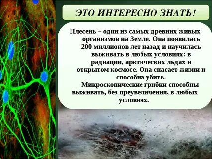 Обязательное условие для развития плесени