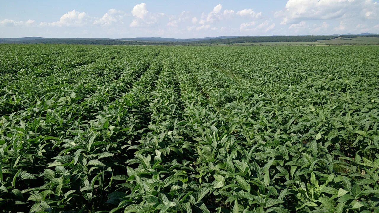 соя приморья. белорусские сорта сои волма. ультраскороспелый сорт сои. поля сои в краснодарском крае. чера сорт сои фото.