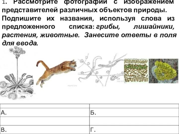 Рассмотрите фотографию с изображением представителей. Рассмотрите изображения представителей различных объектов природы. Рассмотрите изображение различных объектов живой природы. Представители различных объектов природы 5 класс. Каково значение растений в природе впр биология