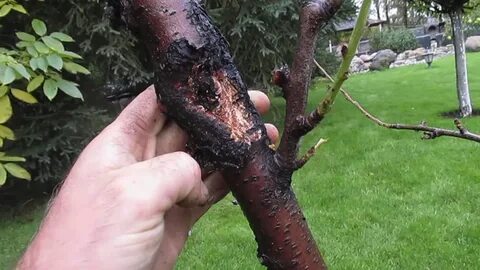 Дерево чернеет что делать