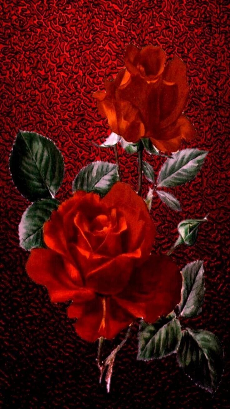 Бесплатные заставки розы на заставку телефона. Красные цветы вертикальные. Красивые розы. Розы вертикальные. Цветы на темном фоне.