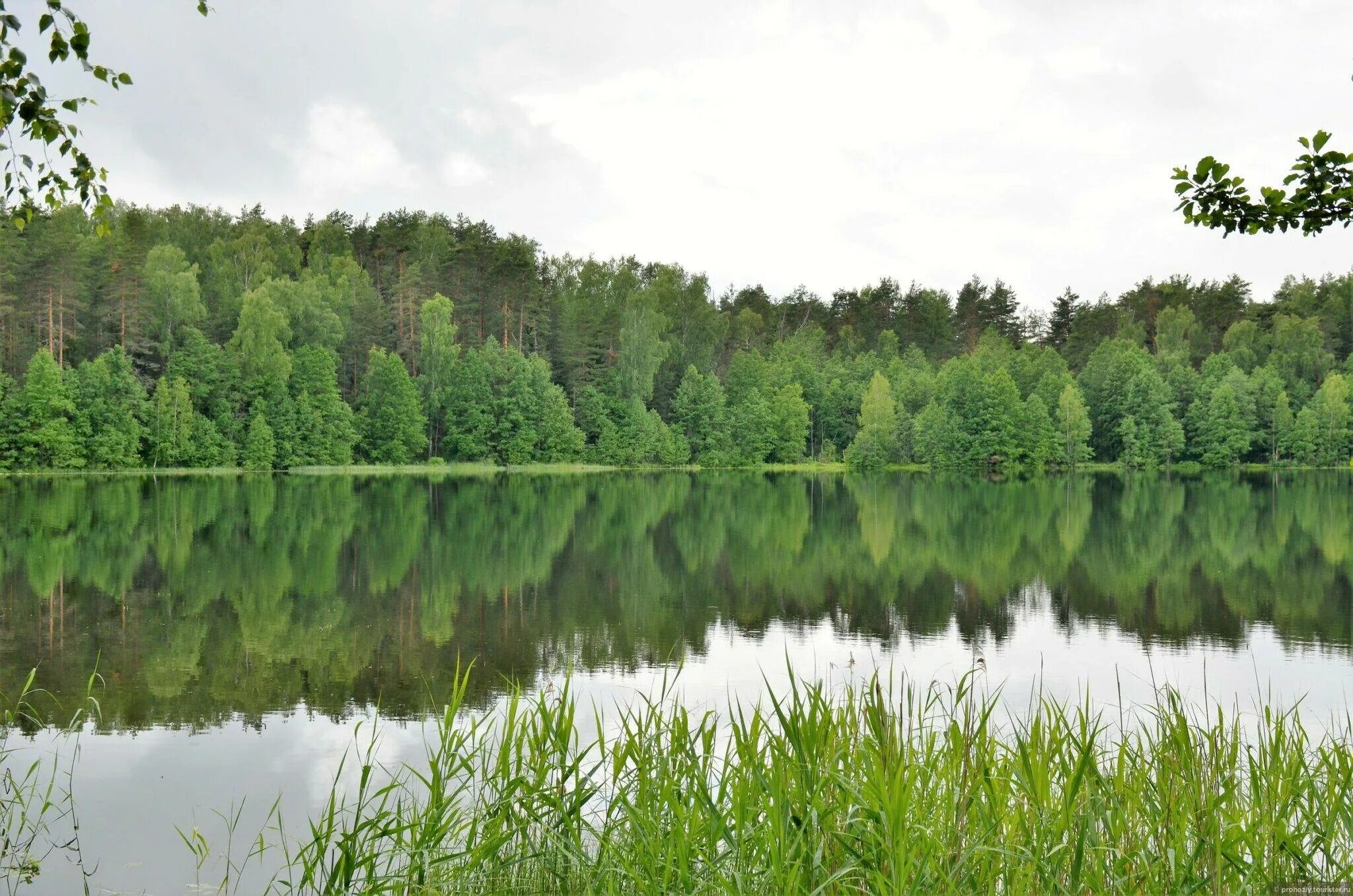 Родной край нижегородской области. Озеро Светлояр Нижегородская область. Светлоярское озеро Нижегородская область. Природа Нижегородской области озеро Светлояр. Озеро Китеж Нижегородская область.