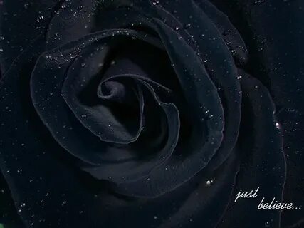 Black rose 2