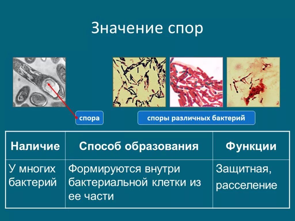 1 функции спора. Значение споры у бактерий. Споры микроорганизмов. Значение спорта. Значение образования спор бактерий.