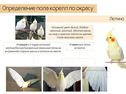 Температура попугая корелла