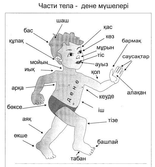 Ана тіліне