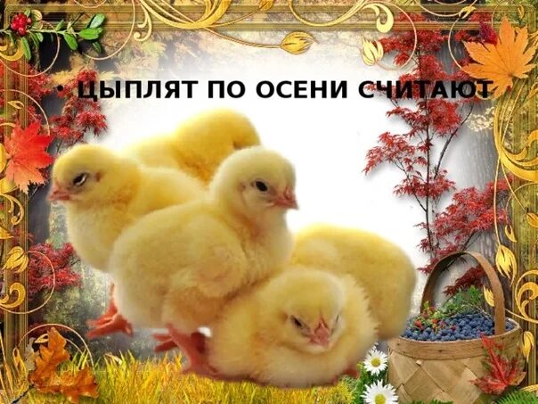 Время считать цыплят. Цыплят по осени считают. цеплятя ппо отсени считкют. цыплята осенью. пословица цыплят по осени.