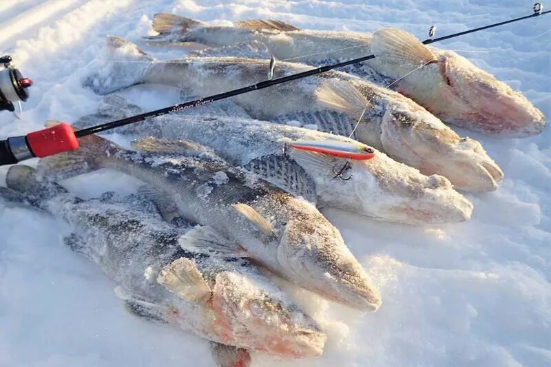 Зимняя рыбалка на судака в Новосибирской области. Зимняя рыбалка в Башкирии на судака. Рыбалка в глухозимье в Челябинске. Какую рыбу ловят на Сахалине зимой. Русфишинг ру форум вести с водоемов