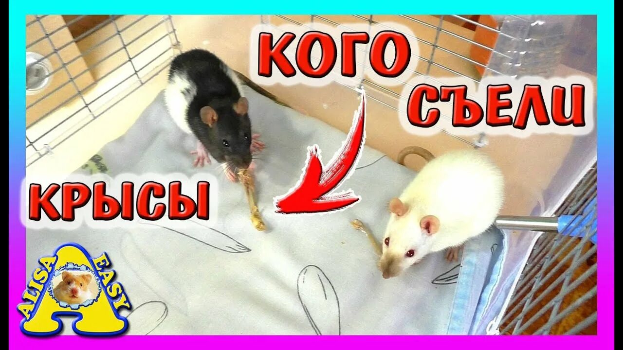 Алиса изи петс крысы. Крыса алиса. Алиса изи петс крысы. Алиса изи петс крысы. Крыса алиса.