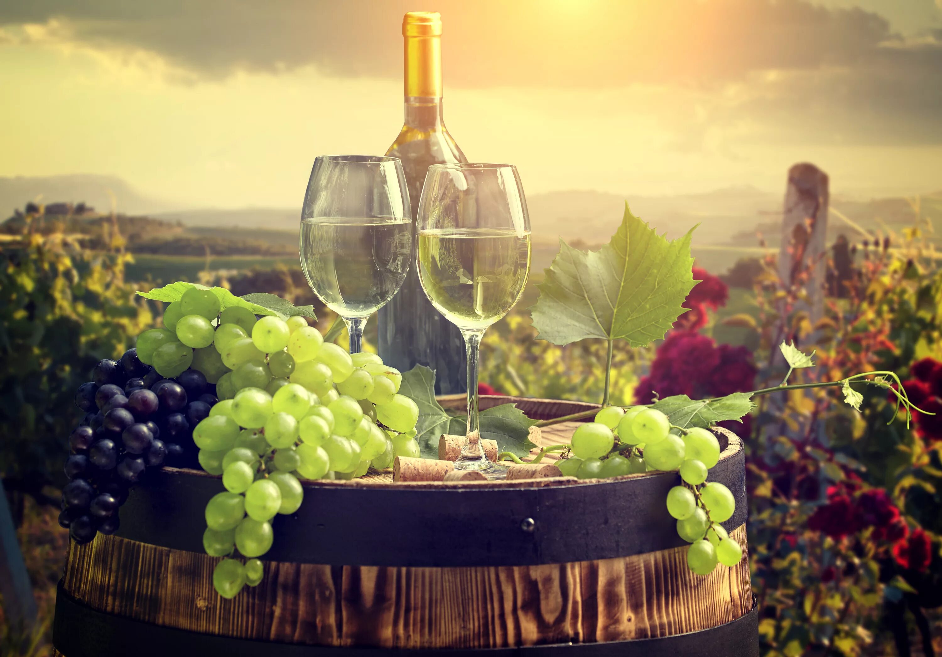 Розовый виноград вино. Виноград Шардоне виноделие. Виноградная лоза вино Грузия. Армения пейзажи виноградники вино. Вино и фрукты.