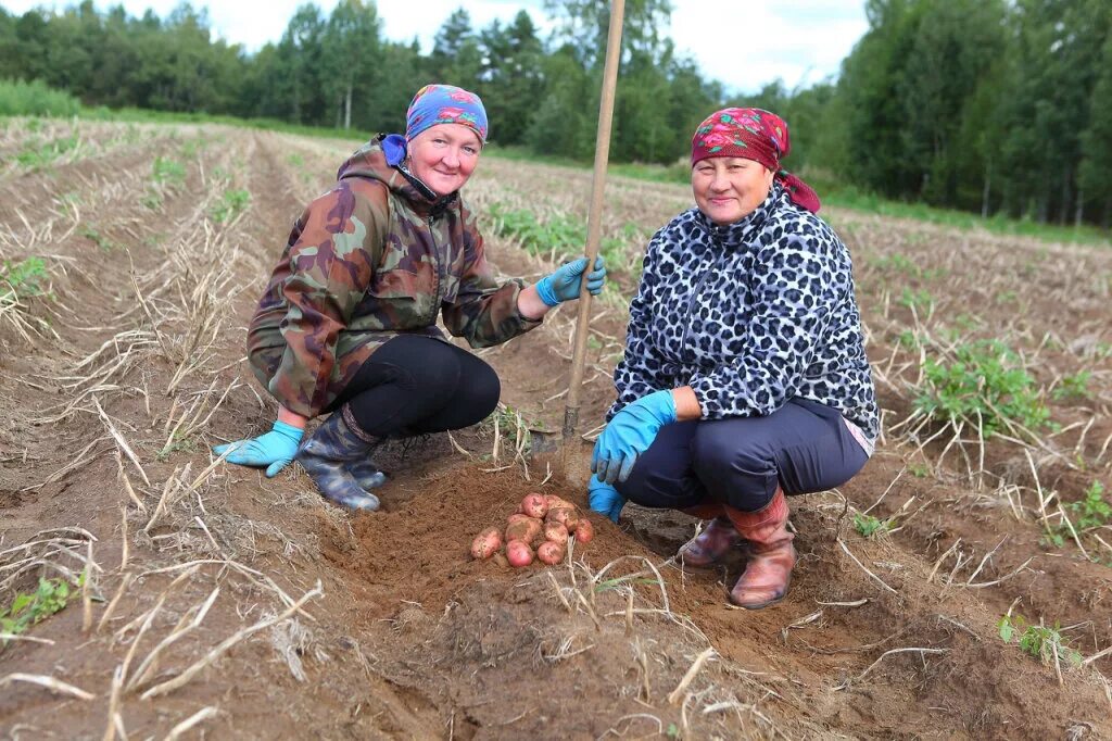 До какого числа сажают картошку. Сажать картошку. люди сажают картошку. бабушка сажает картошку. сажать картошку на майские.