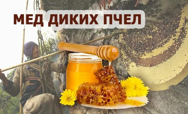 Башкирский дикий мед. Бортевой мед. Мед диких пчел. Бортевой мед Башкирия. Дикий мед песни