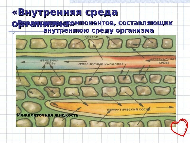 Определите какие компоненты составляют внутреннюю среду организма. Внутренняя среда организма. внутренняя среда организма урок. внутренняя среда организма рисунок. внутренняя среда организма презентация.
