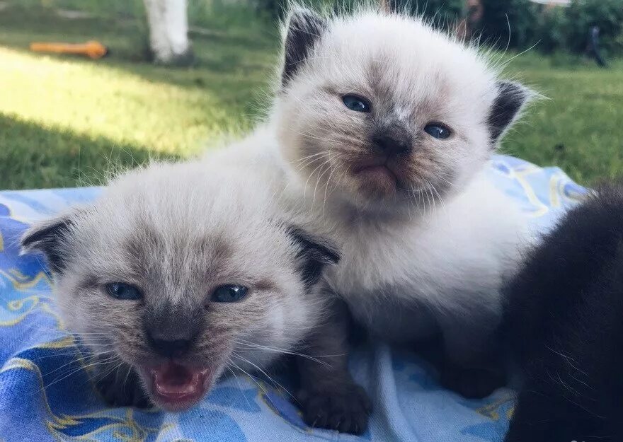 Сиамские добрые котята. Объявления маленьких котят. Котята даром. Отдать даром сиамскую кошечку. Авито котята в добрые руки даром