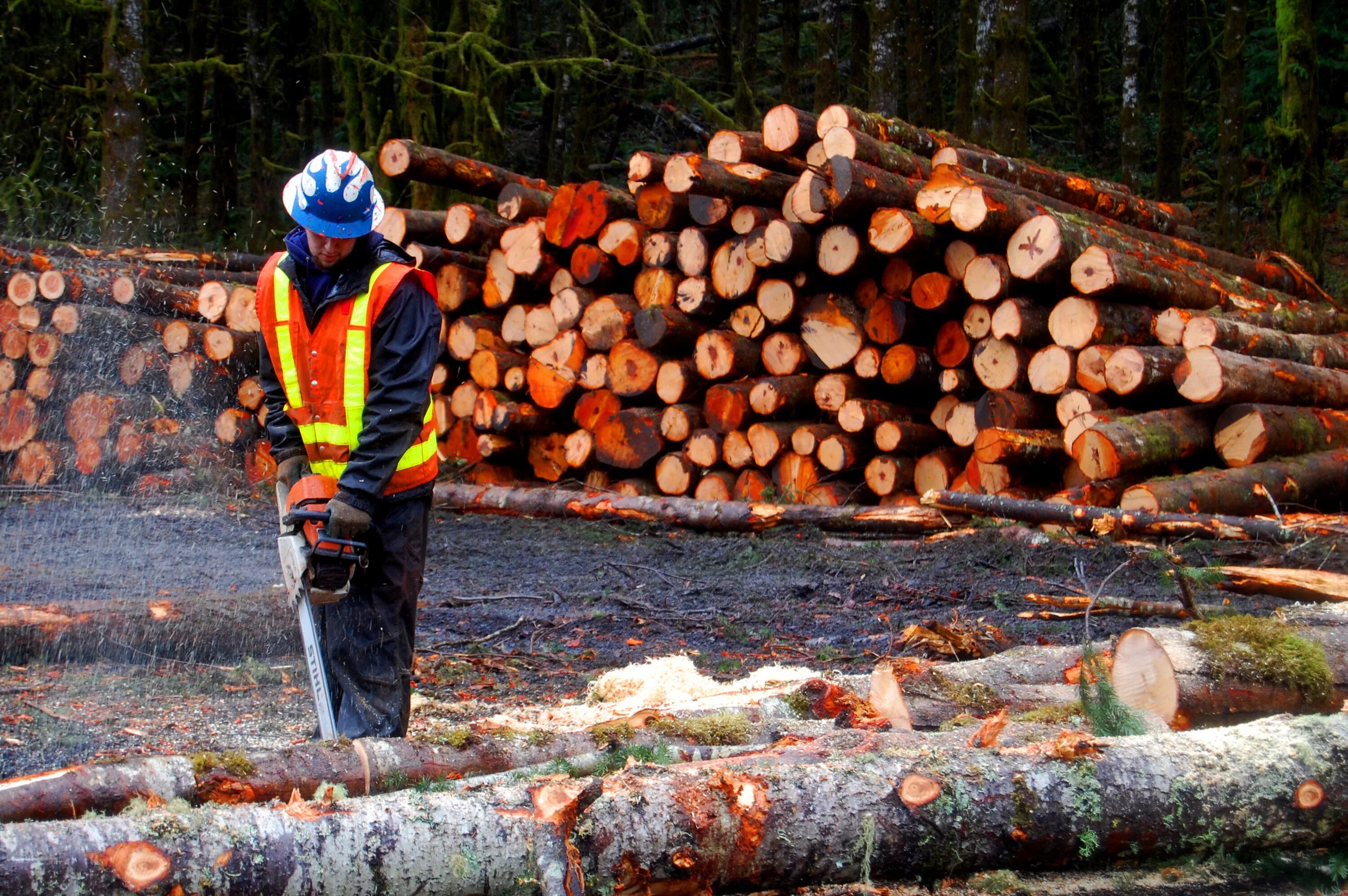 Clear cutting. Заготовка древесины. Лес от государства. Строительство в лесу. Лес от государства на строительство.