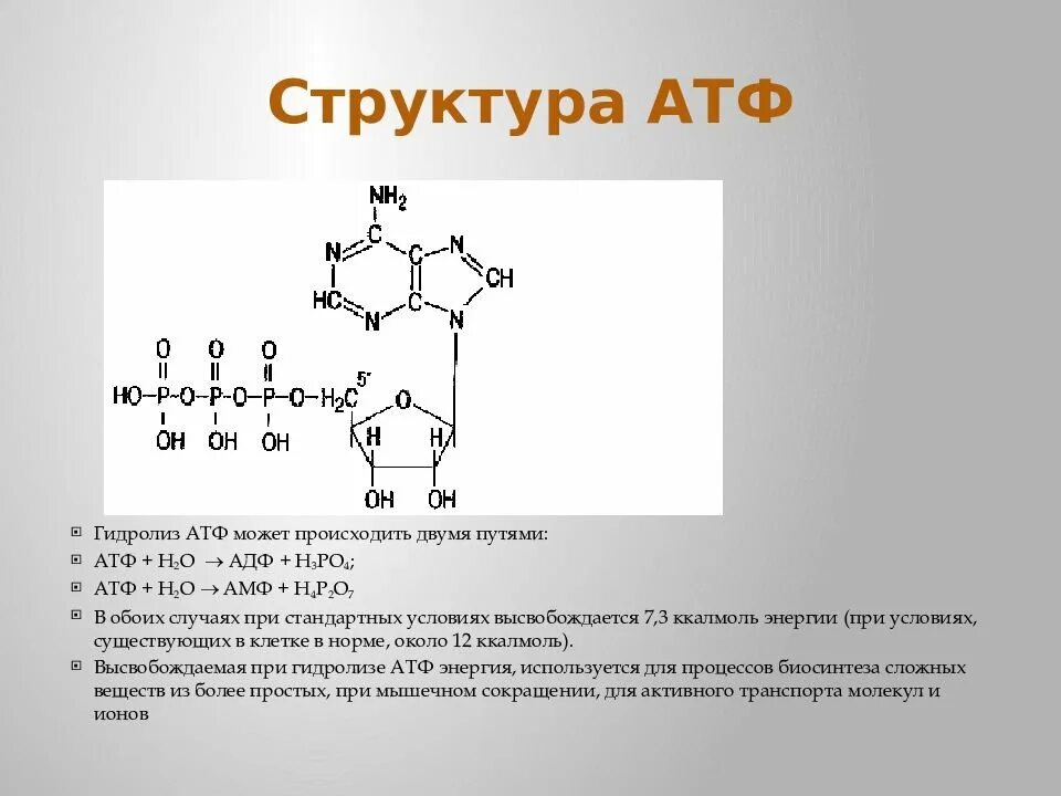 Атф 24. Структурная формула АТФ связи. АТФ хим структура.