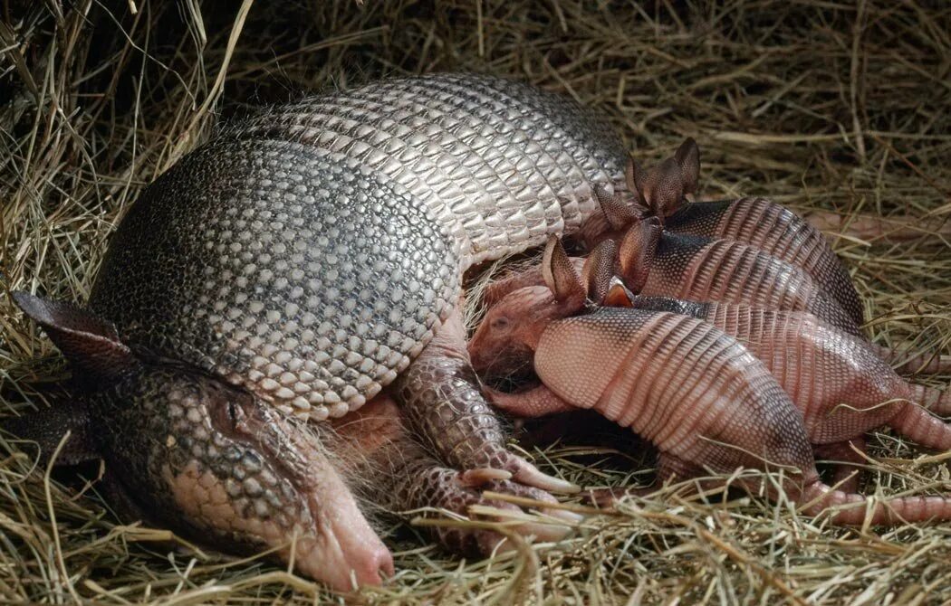 Гигантский броненосец красная книга. Строение броненосца. Опасен ли броненосец для человека. Броненосец южной америки. Земляной броненосец.