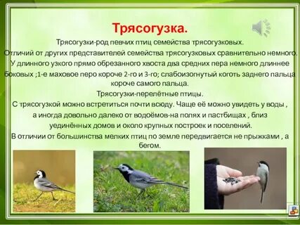 О змеях и певчих птицах читать